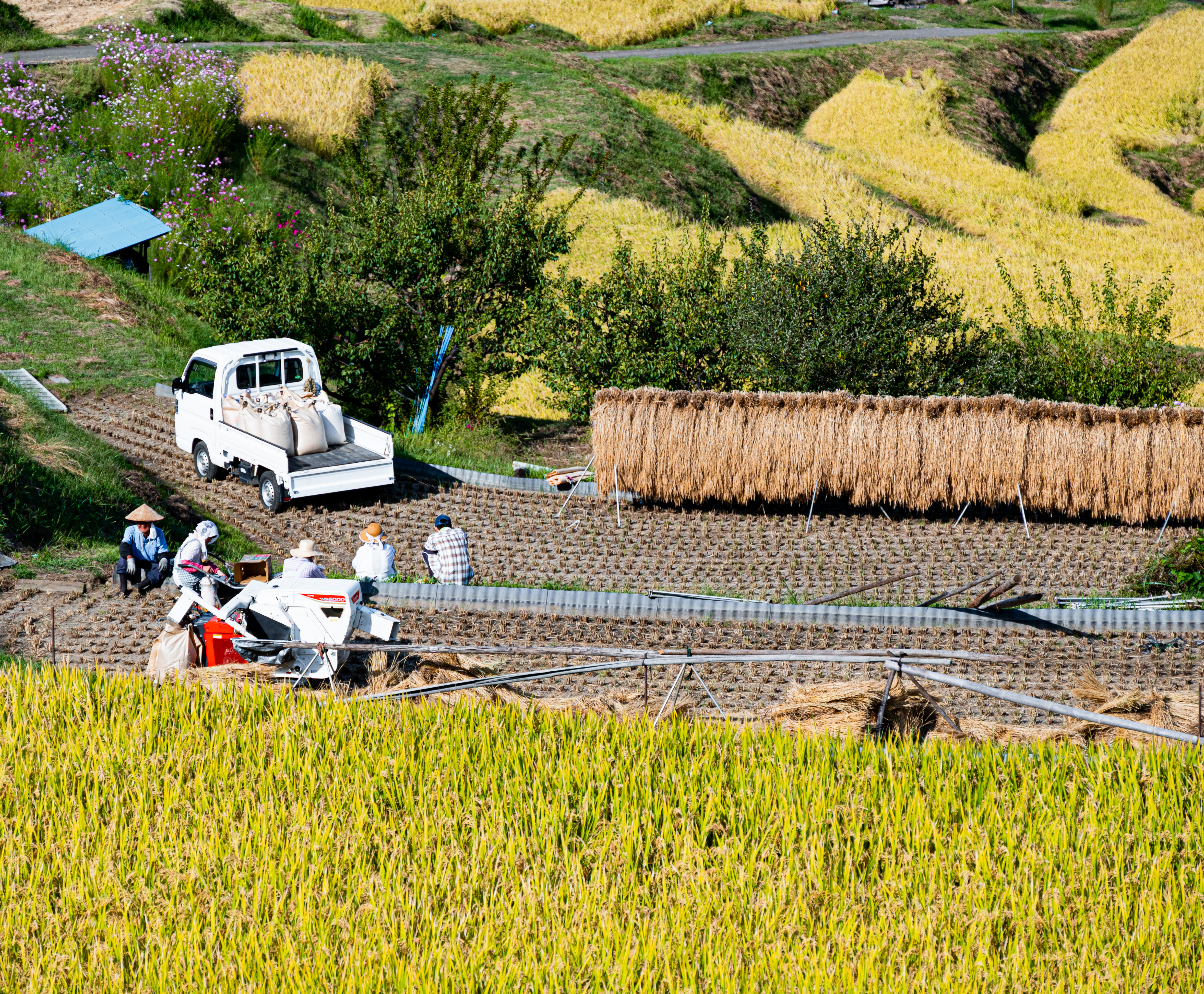 People working together in the terraced rice fields of Obasute